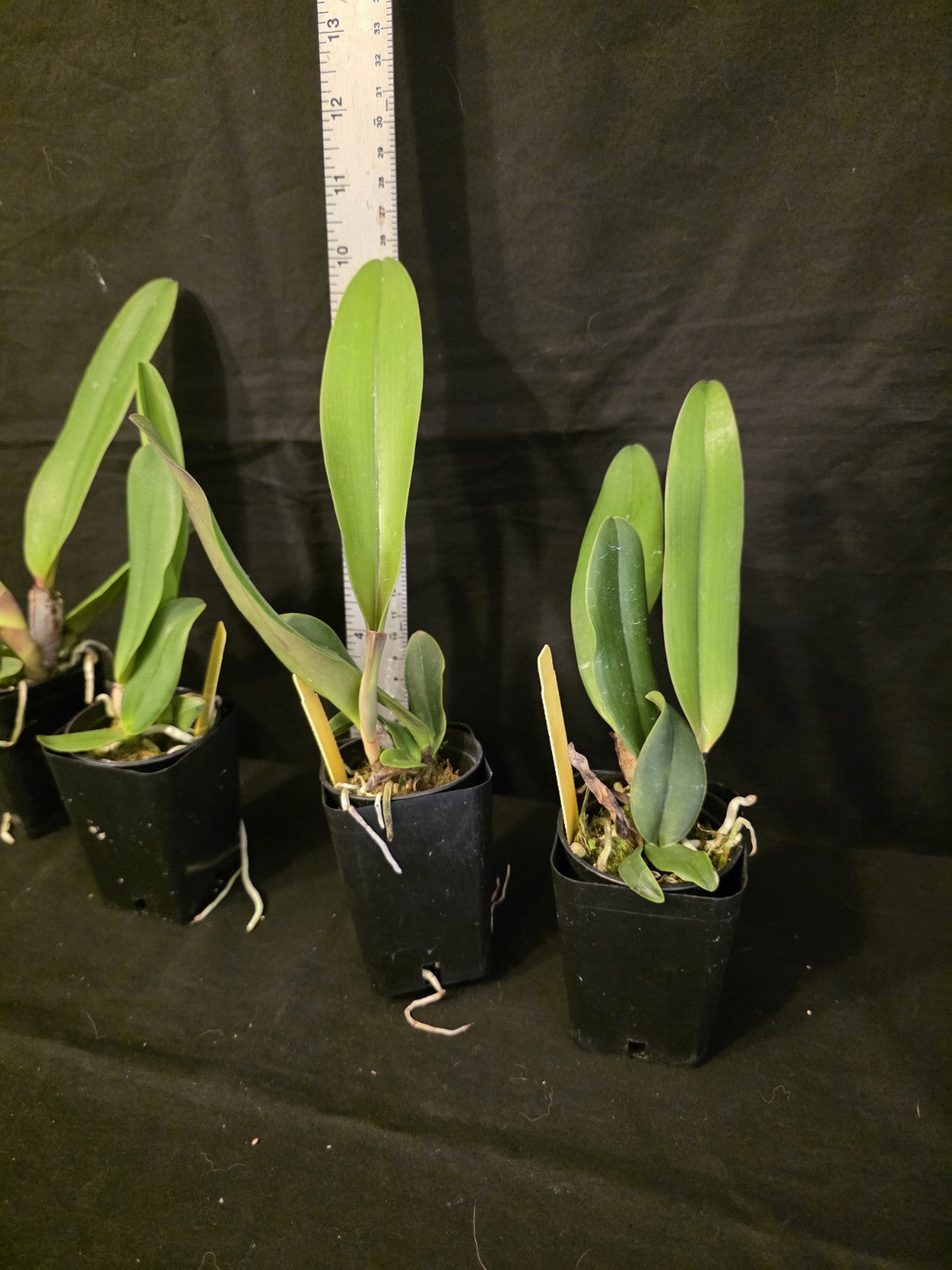Cattleya rex '#2' x self near blooming size, highly sought after cattleya orchid