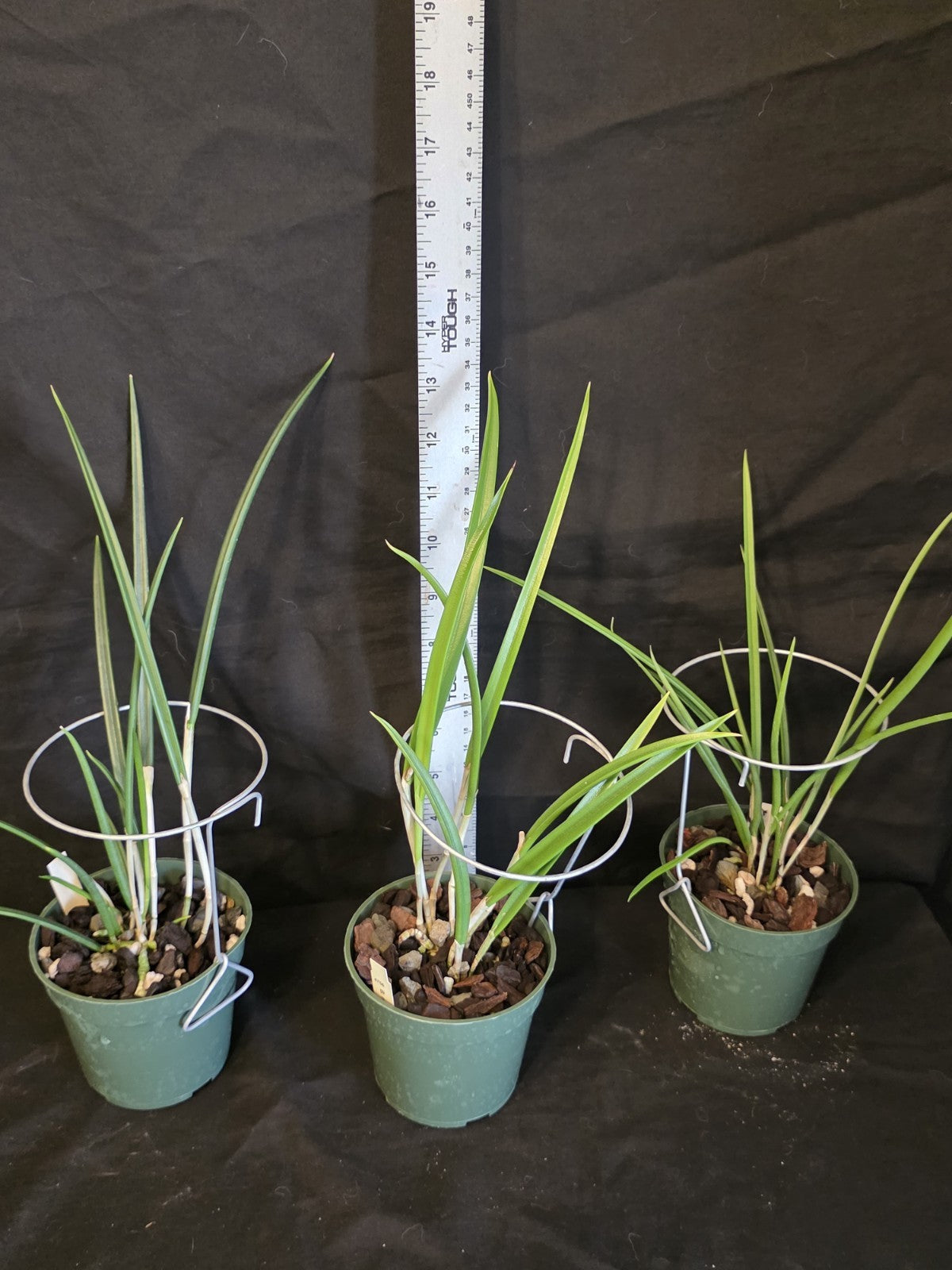 Brassavola Yaki Blooming size rare orchid.  4" Pot Hard To Find Hybrid