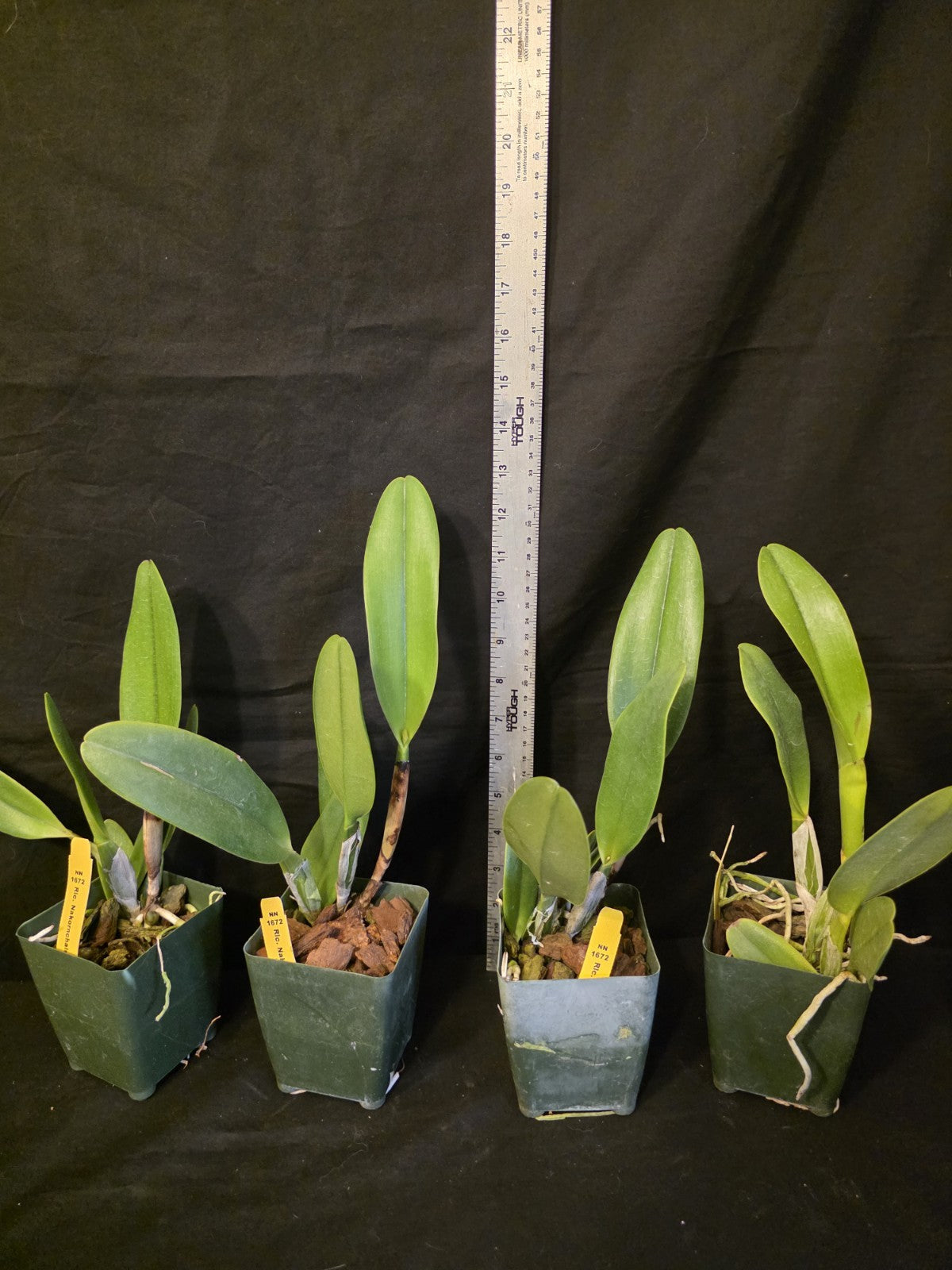 Rlc Nakorncharisi Delight '#3' Near bloom sz cattleya orchid clone. lg fragrant