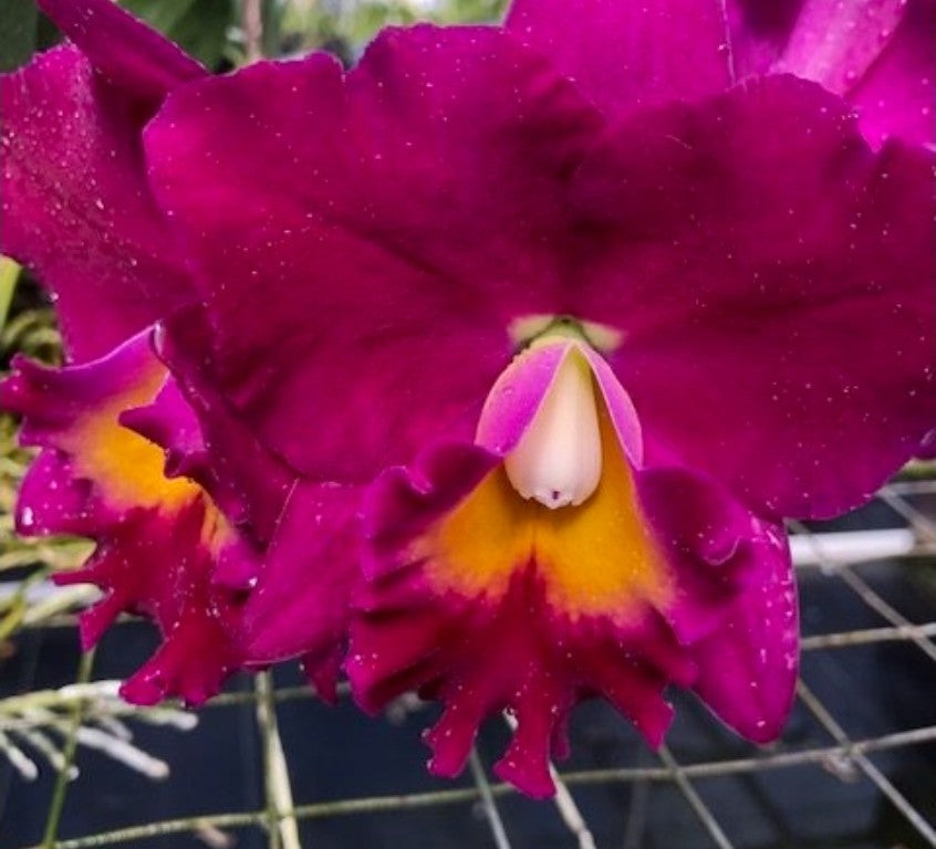 Pot Jerry Rehfield 'Fuscia Paradise' seedling size cattleya orchid clones. BEAUT