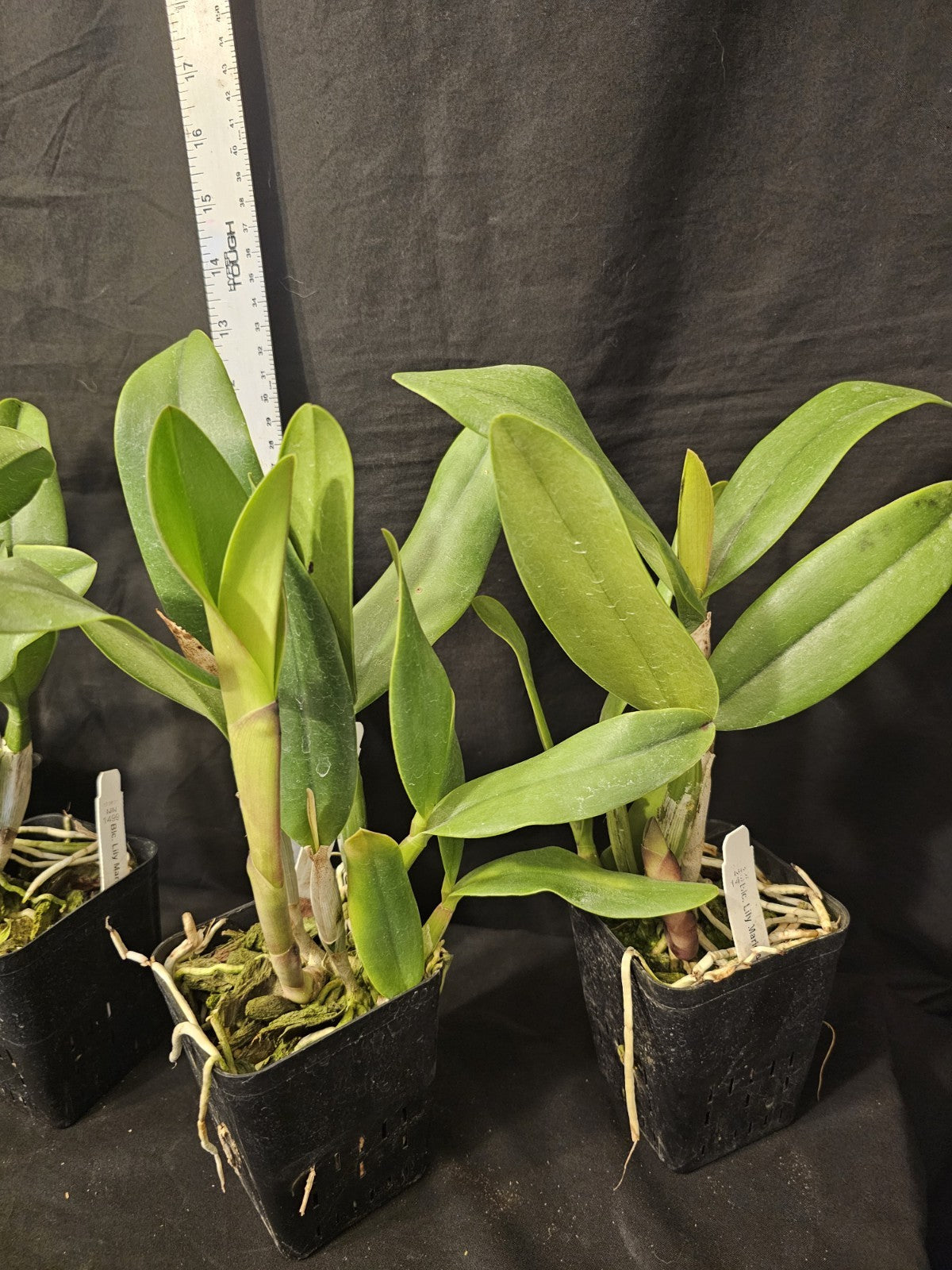Rlc Lily Marie Almas 'MGR' NR Blooming size cattleya orchid clones. Beautiful...