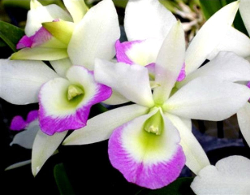 Rlc Hawaii Stars 'Paradise' seedlimg size brassocattleya orchid clone. Beautiful