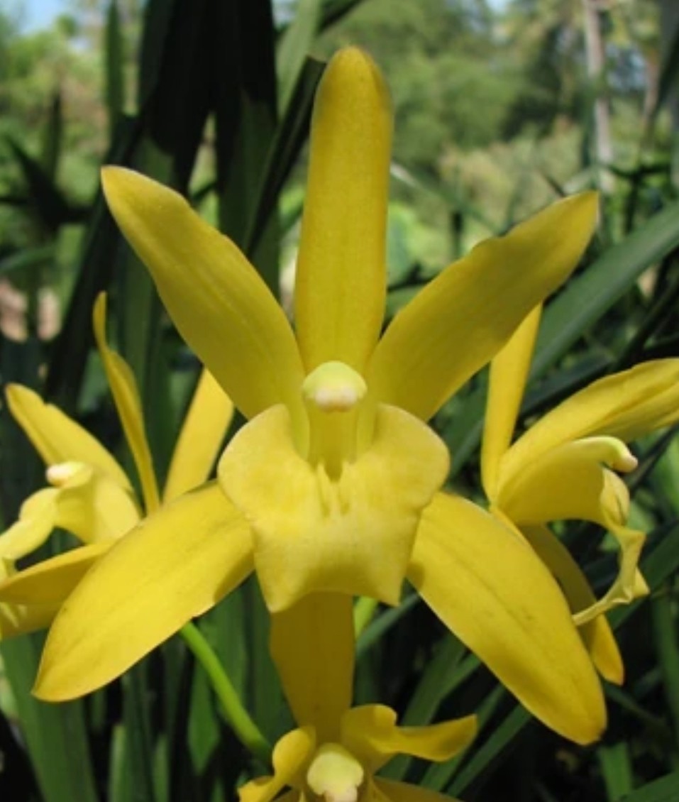 Cymbidium Golden Elf 'Sundust' Warm Tolerant Bloomimg Size Cymbidium Orchid...