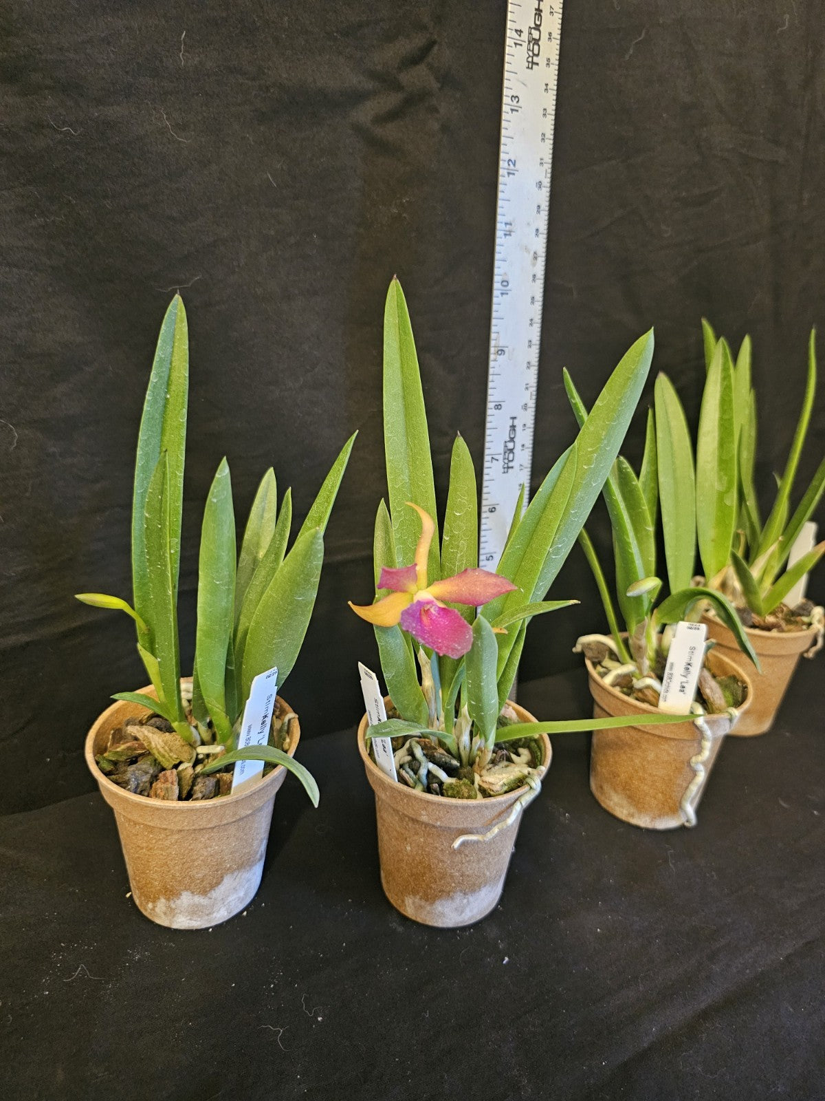 Stlma. Kelly 'Lea' blooming size brassavola orchid clone.