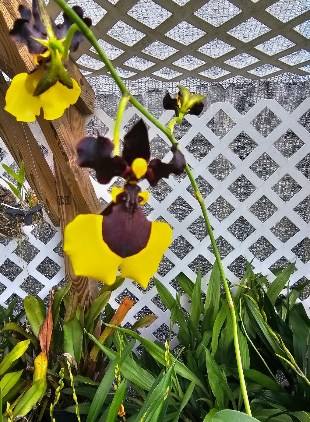 Gomesa Jiaho Queen 'Jia Ho' FCC/AOS. Blooming size miniature oncidium type...