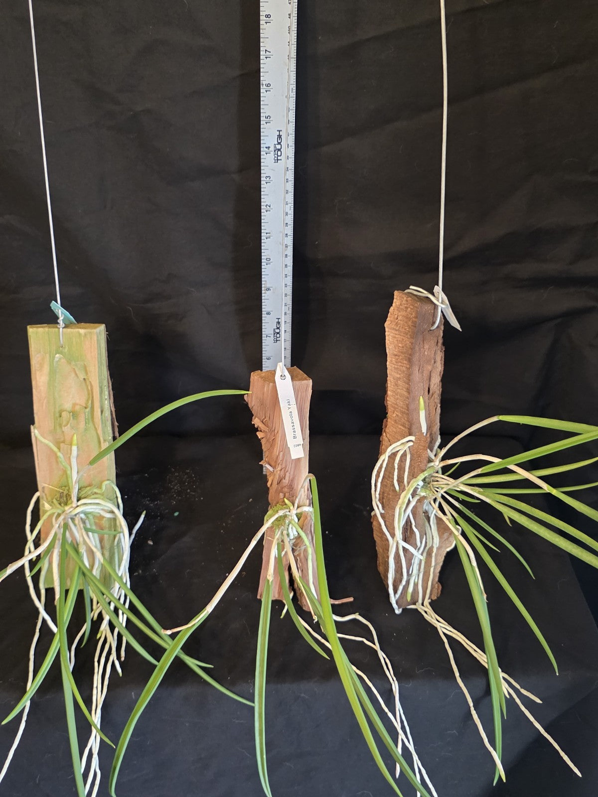 Brassavola Yaki Blooming size rare orchid. Mounted established Great plants