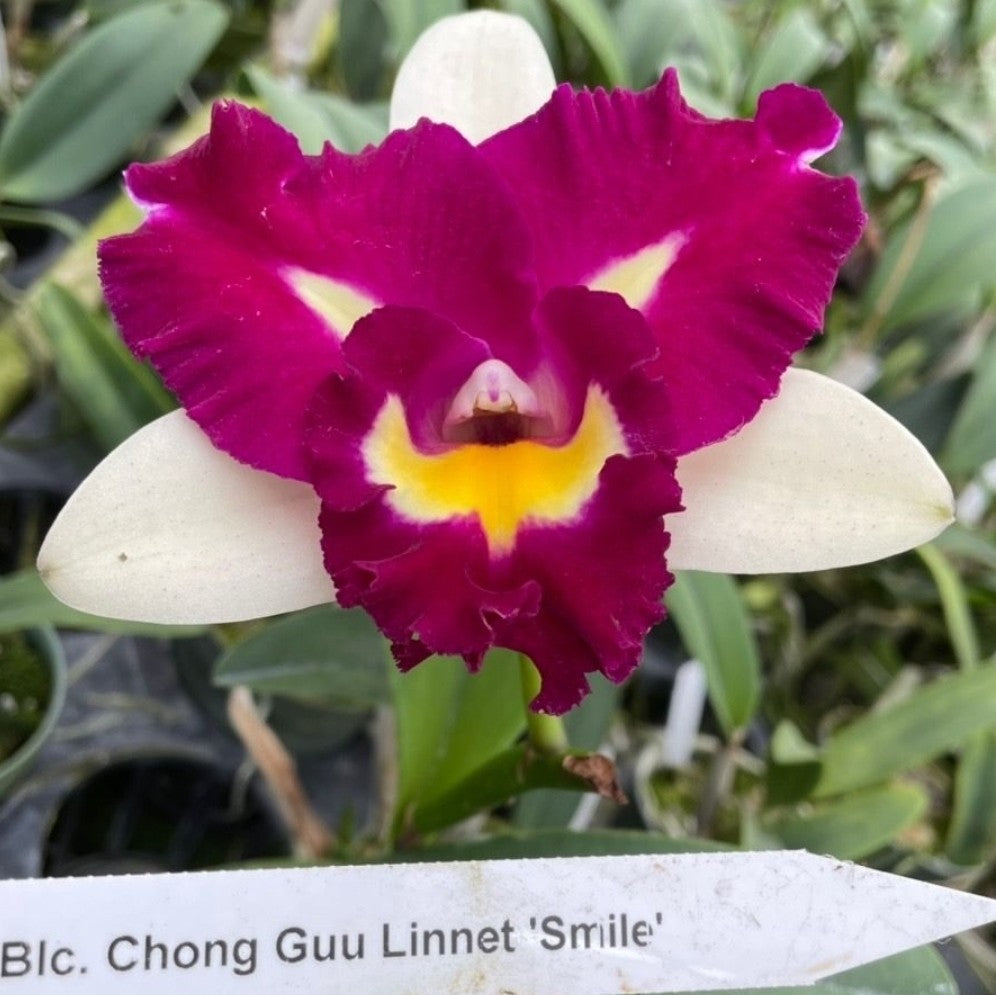 Rlc Chyong Guu Linnette 'Smile' Blooming size cattleya orchid hybrid....