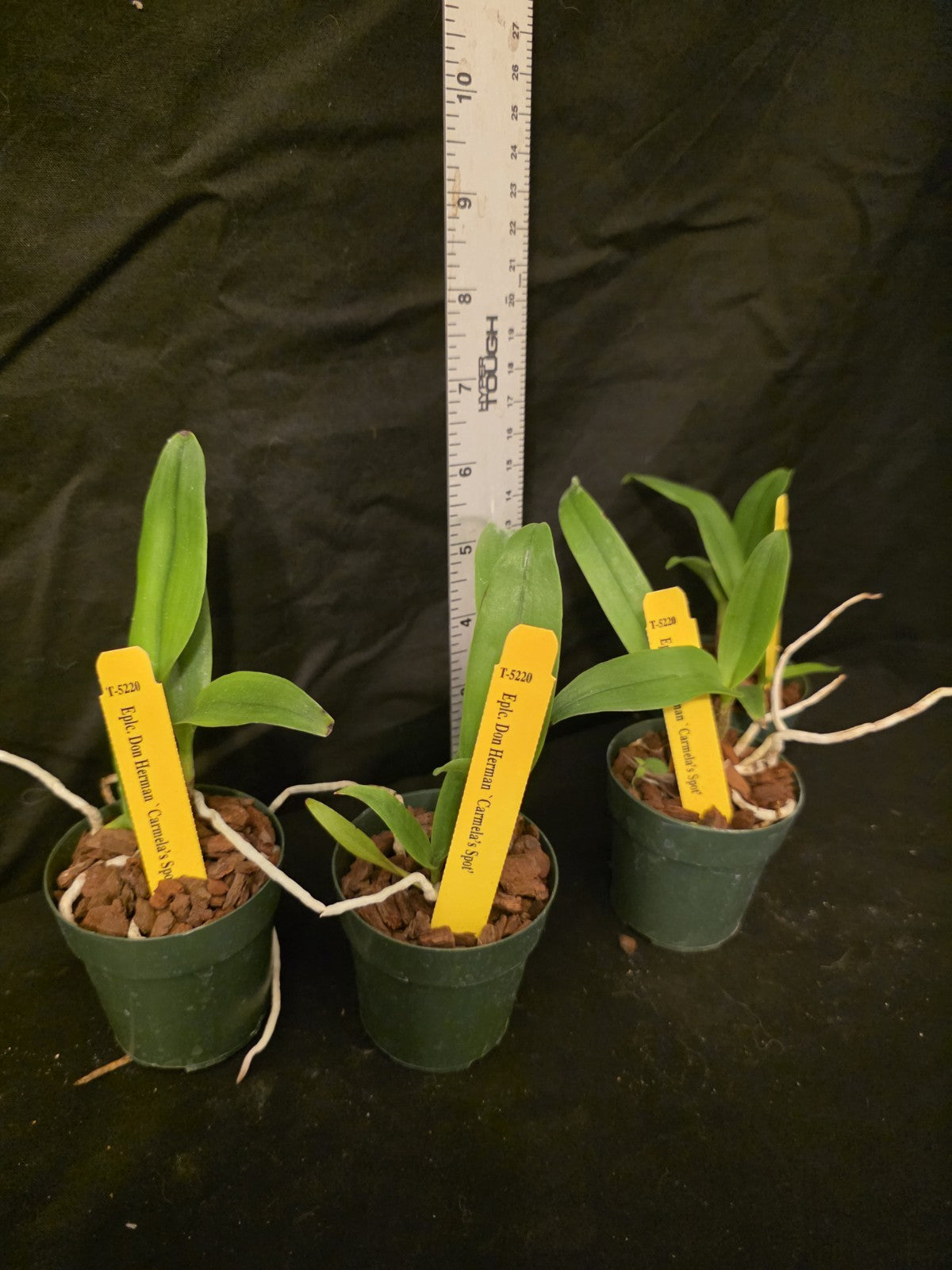 Eplc Don Herman 'Carmela Spots', seedling size Epicattleya orchid clone.