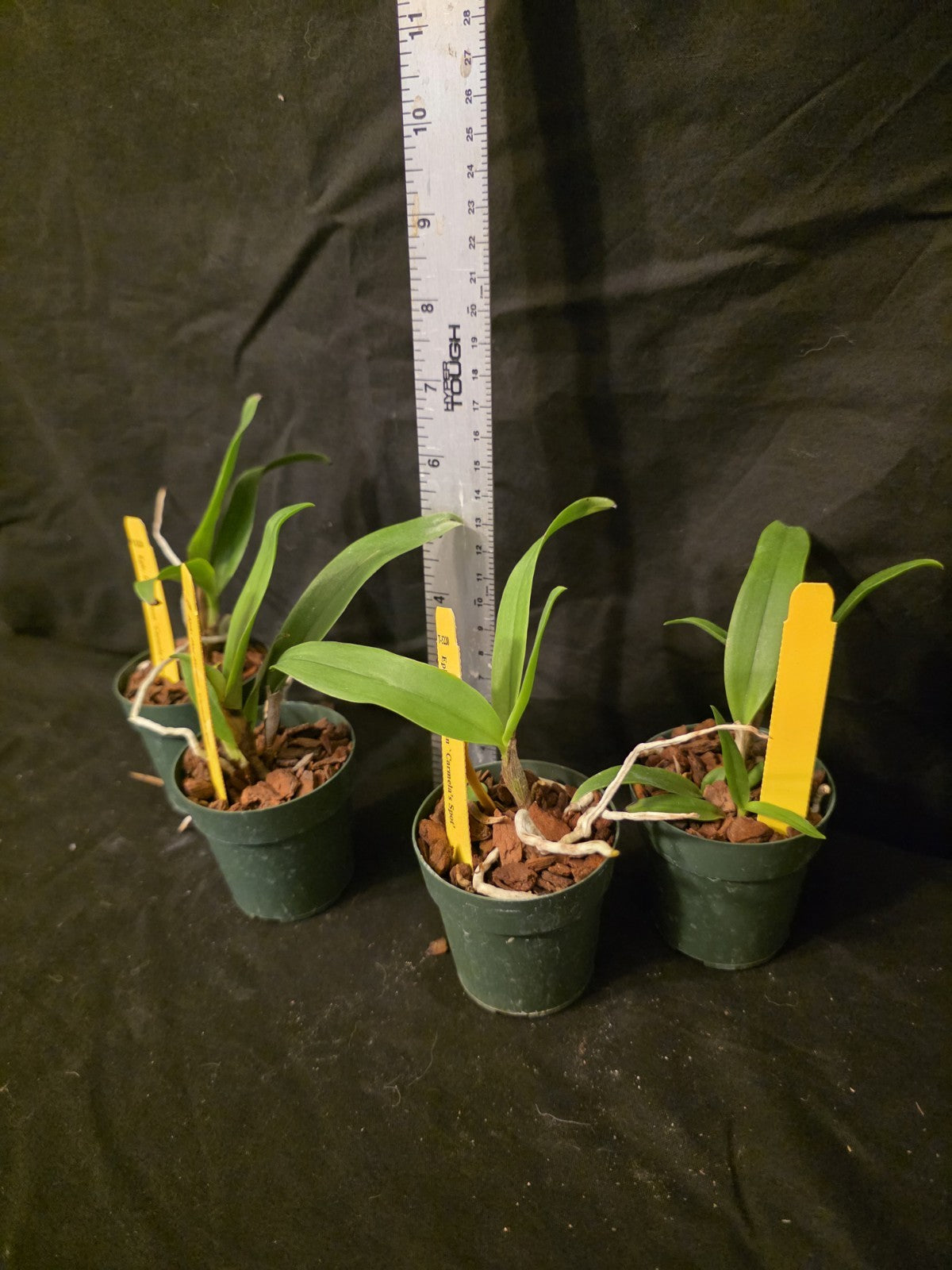 Eplc Don Herman 'Carmela Spots', seedling size Epicattleya orchid clone.