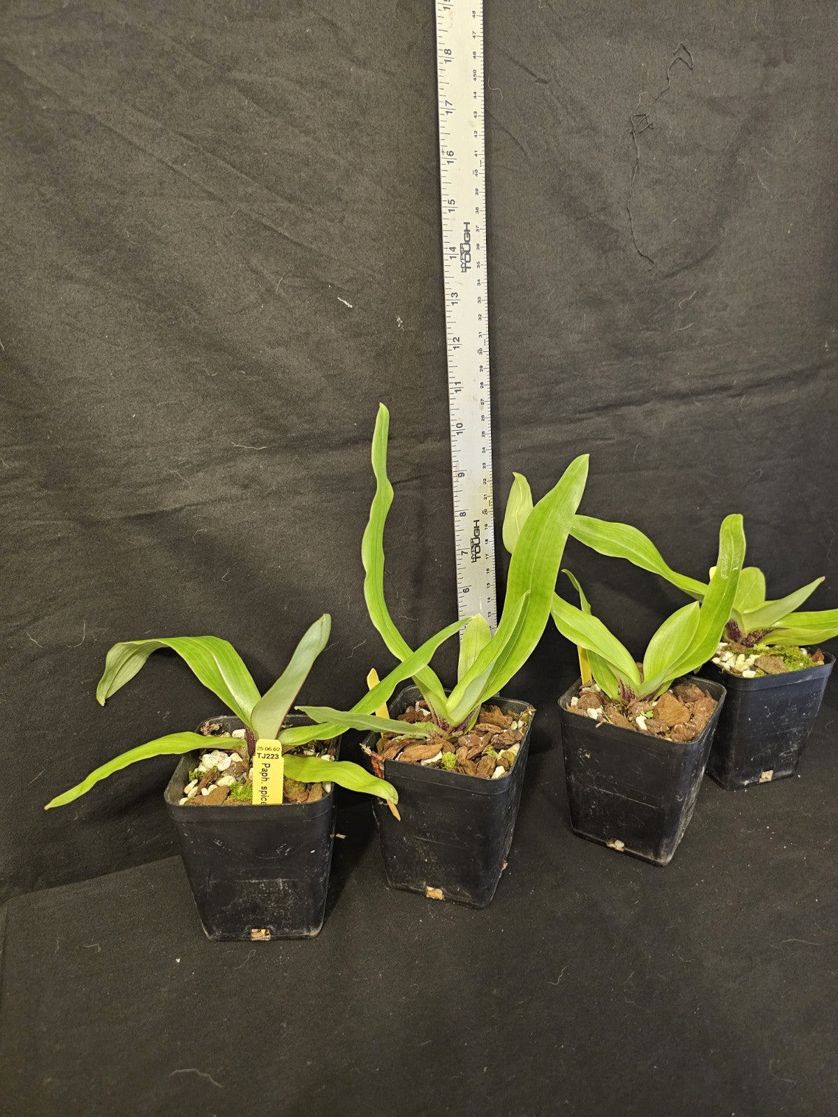Paphiopedilum spicerianum. Beautiful blooming size orchid species.