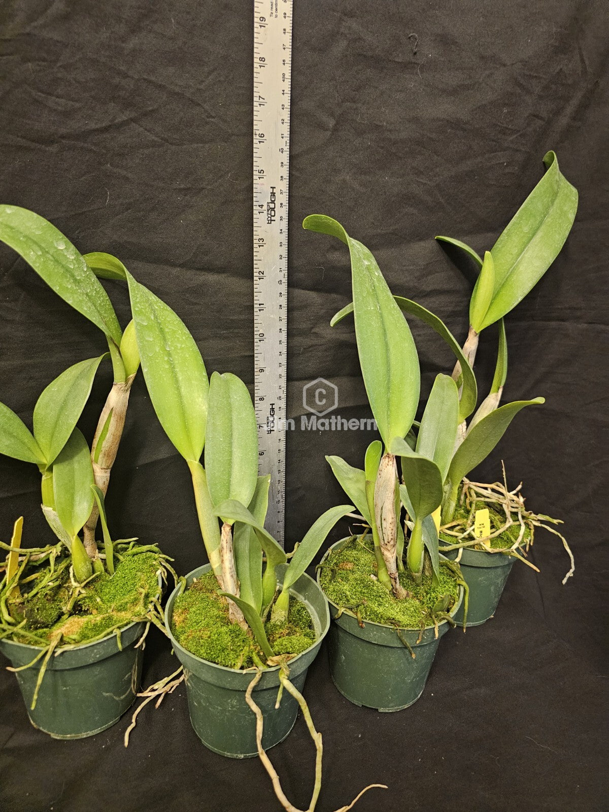 Rlc Momilani Rainbow 'Waldor' Bloomimg Size Beautiful Cattleya Clone...