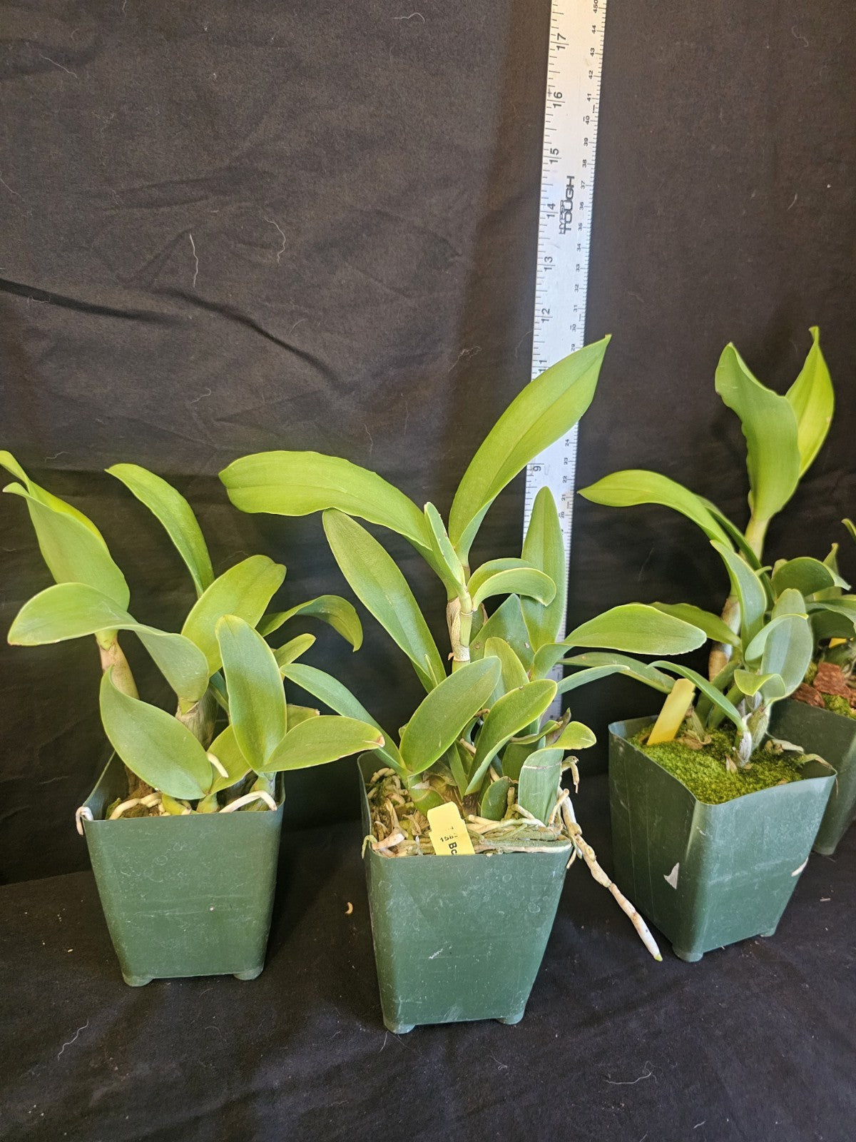 Bcn. Aka's Aloha 'Dream Dust' blooming size cattleya orchid clone. Beautiful...