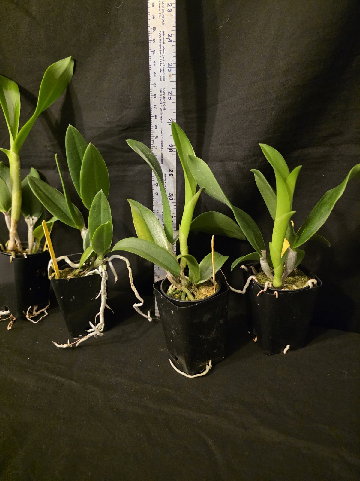 Pcv Key Lime Stars x Cattleya violacea. Blooming size brassavola orchid hybrid.