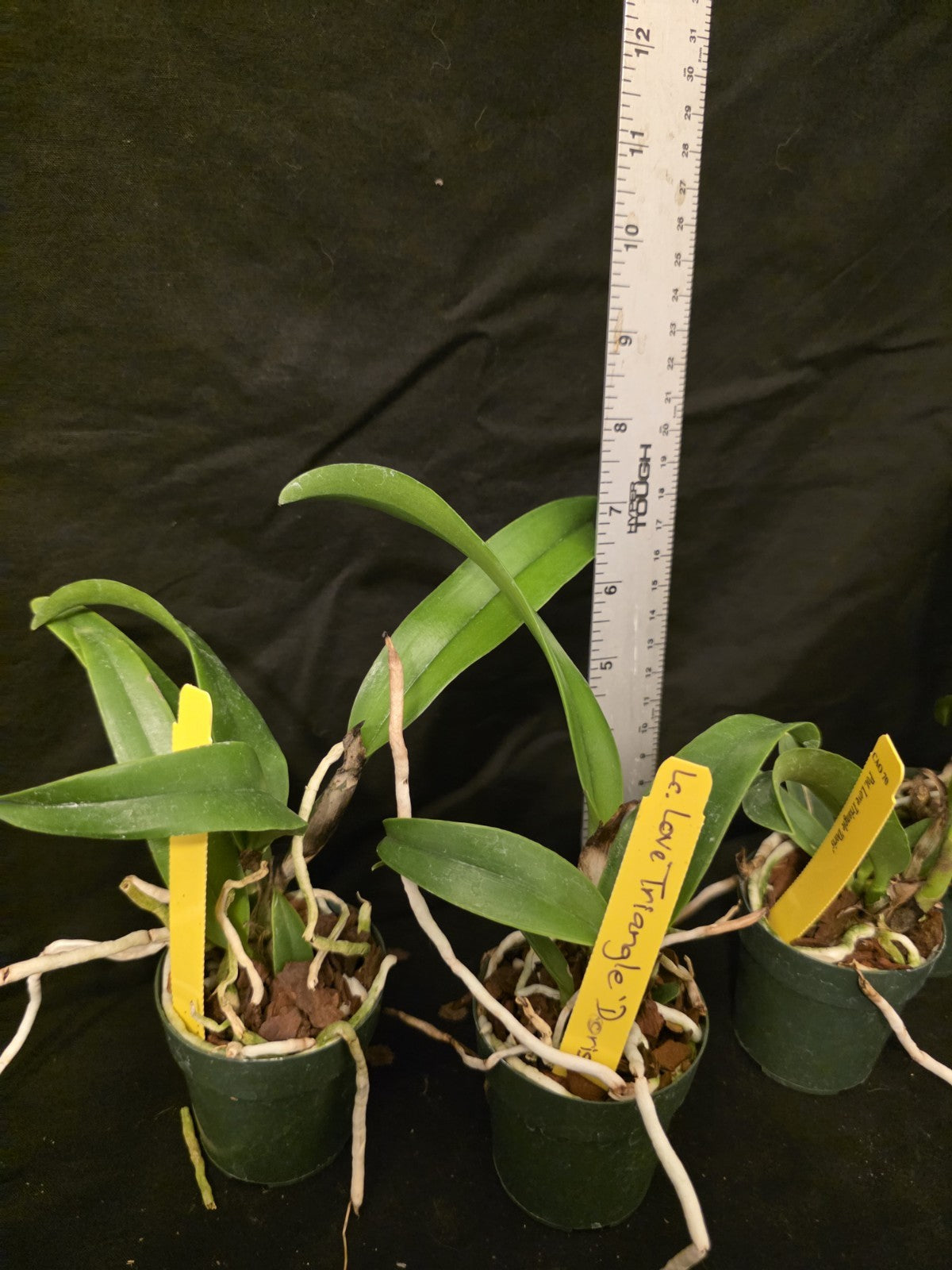 Rth Love Triangle 'Doris' seedling size cattleya orchid clone. Beautiful Red