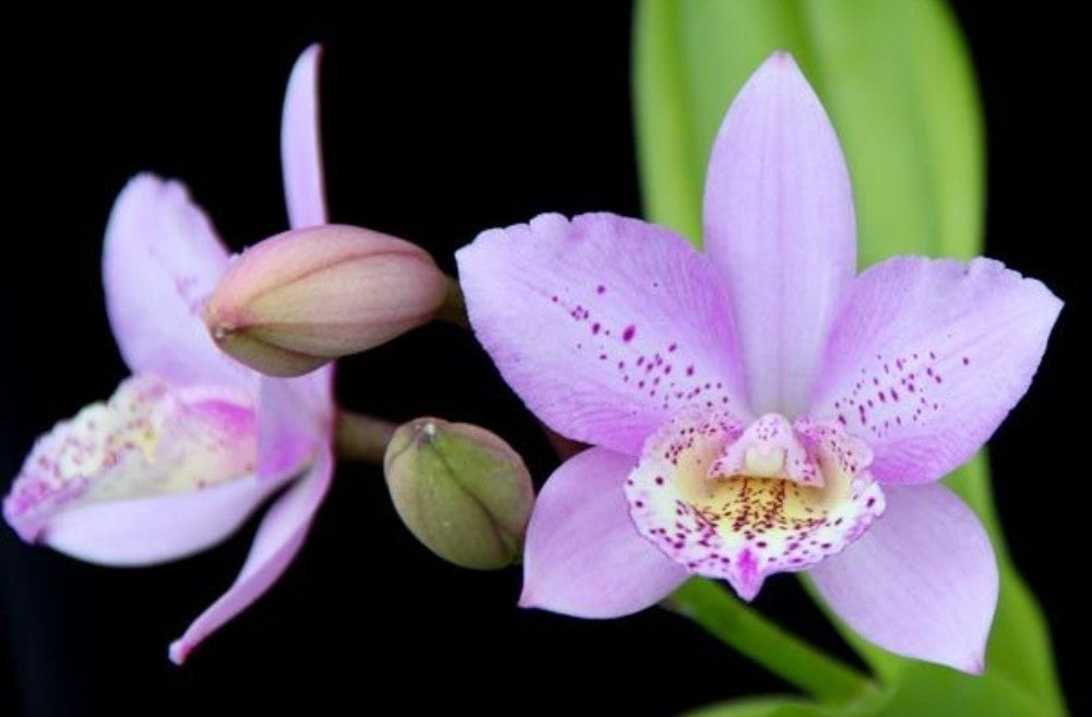 Bcn. Aka's Aloha 'Dream Dust' blooming size cattleya orchid clone. Beautiful...