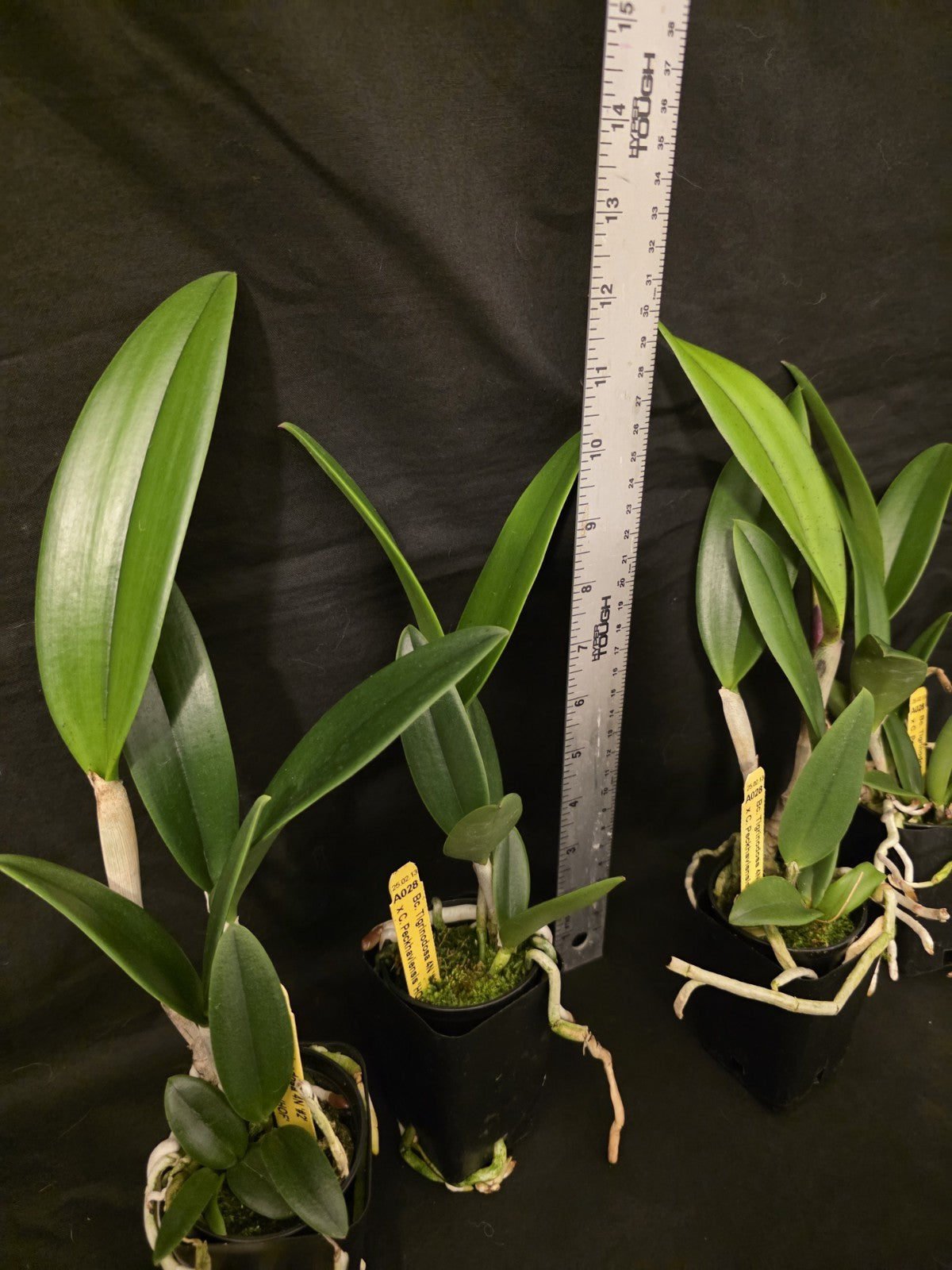 Bc Tigrinodosa 4N x C. Peckhaviensis 'HOF', blooming size brassavola 2.5" Pot