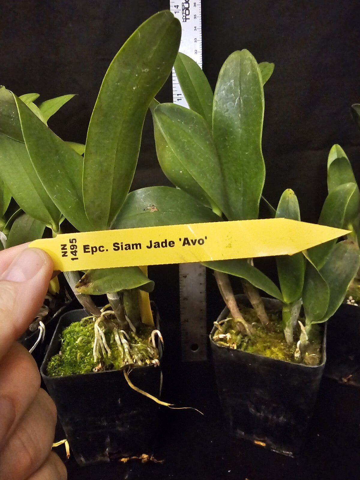Epc. Siam Jade 'SVO' Blooming Size Cattleya Orchid Clone.  Beautiful Fragrant...