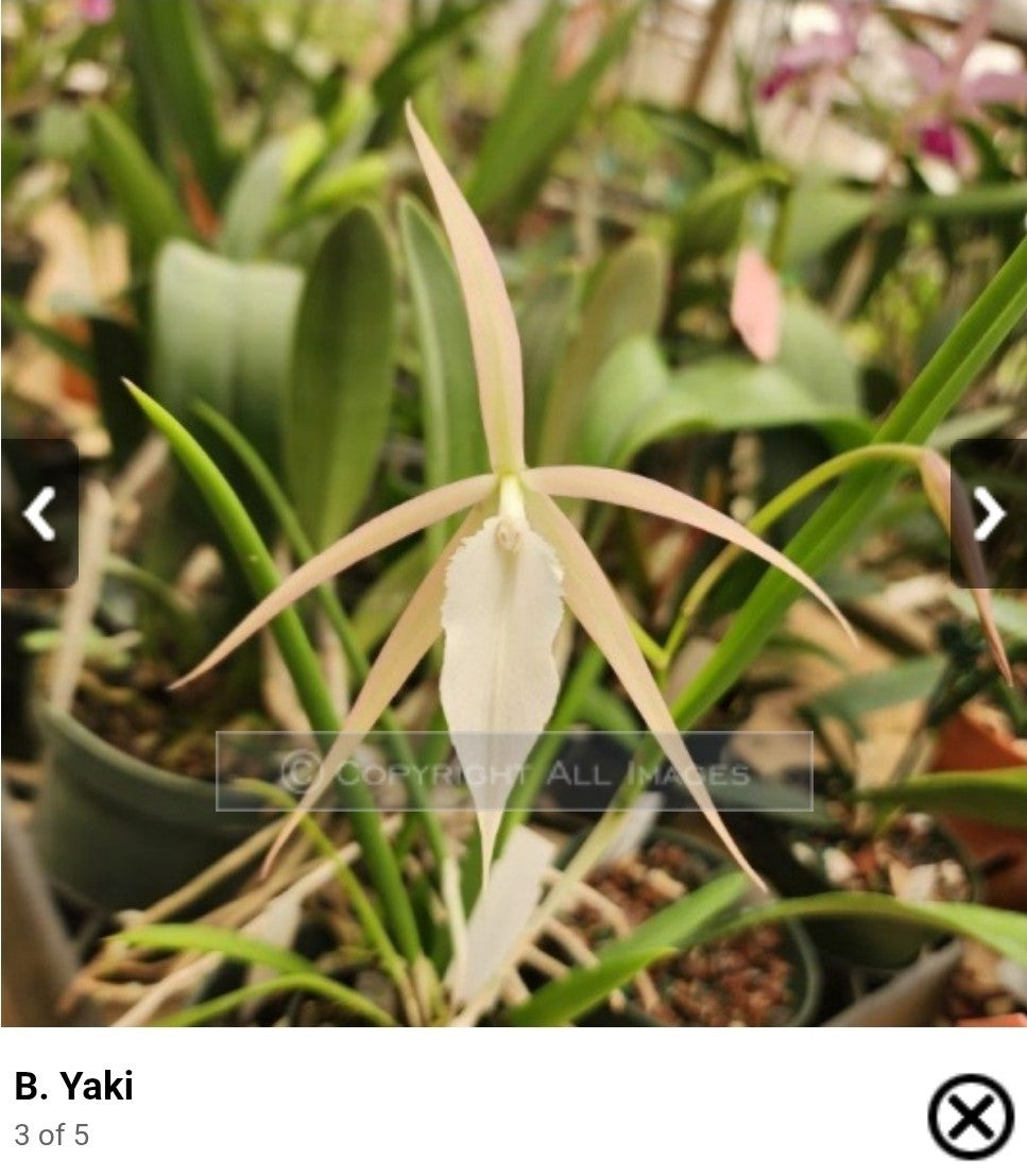 Brassavola Yaki Blooming size rare orchid.  4" Pot Hard To Find Hybrid