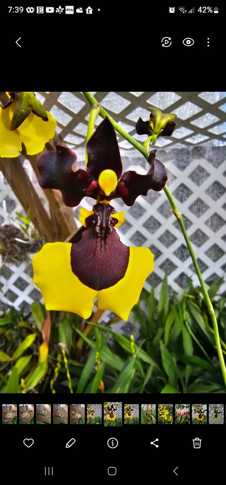 Gomesa Jiaho Queen 'Jia Ho' FCC/AOS. Blooming size miniature oncidium type...