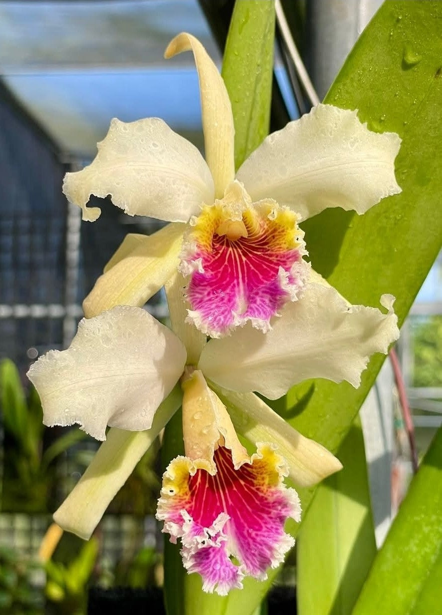 Cattleya rex '#2' x self near blooming size, highly sought after cattleya orchid
