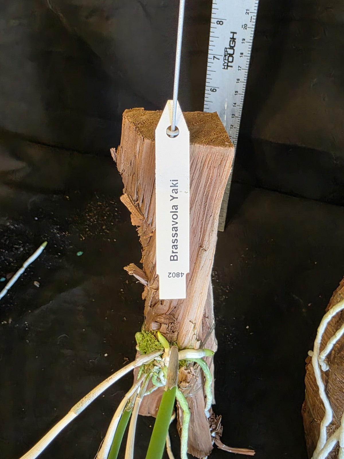 Brassavola Yaki Blooming size rare orchid. Mounted established Great plants