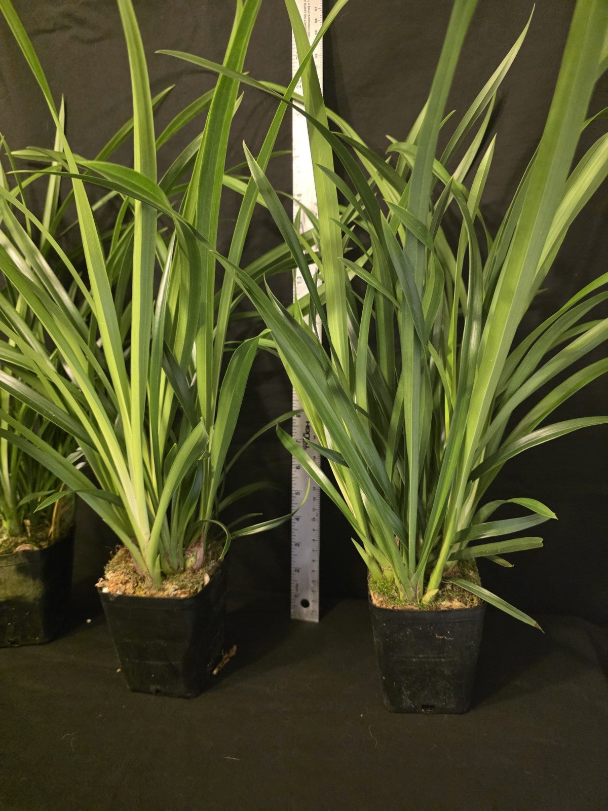 Cymbidium Golden Elf 'Sundust' Warm Tolerant Bloomimg Size Cymbidium Orchid...