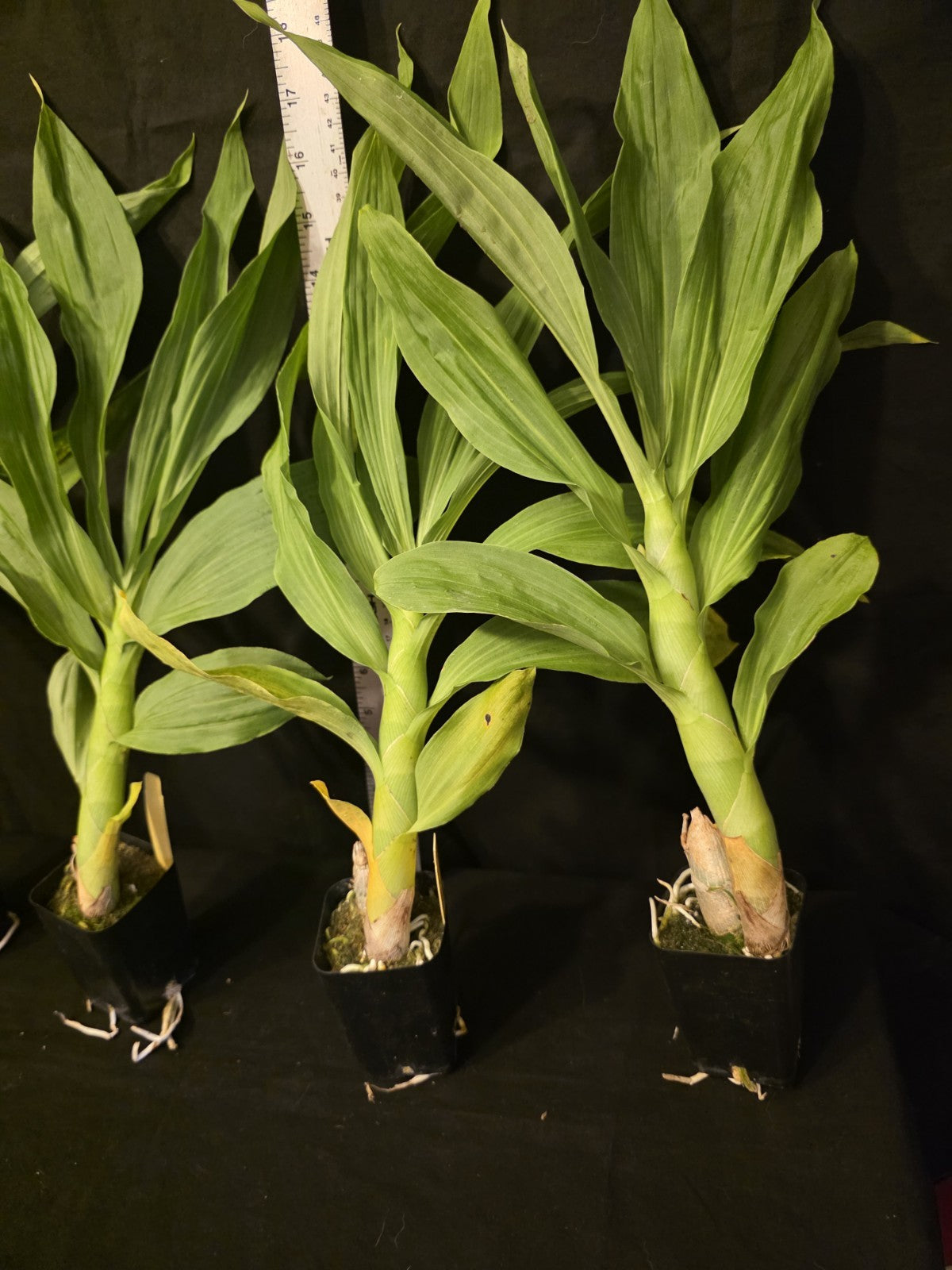 Cycnoches The Grinch X Cyc Cooperi Blooming Size Catasetum Orchid Hybrid...