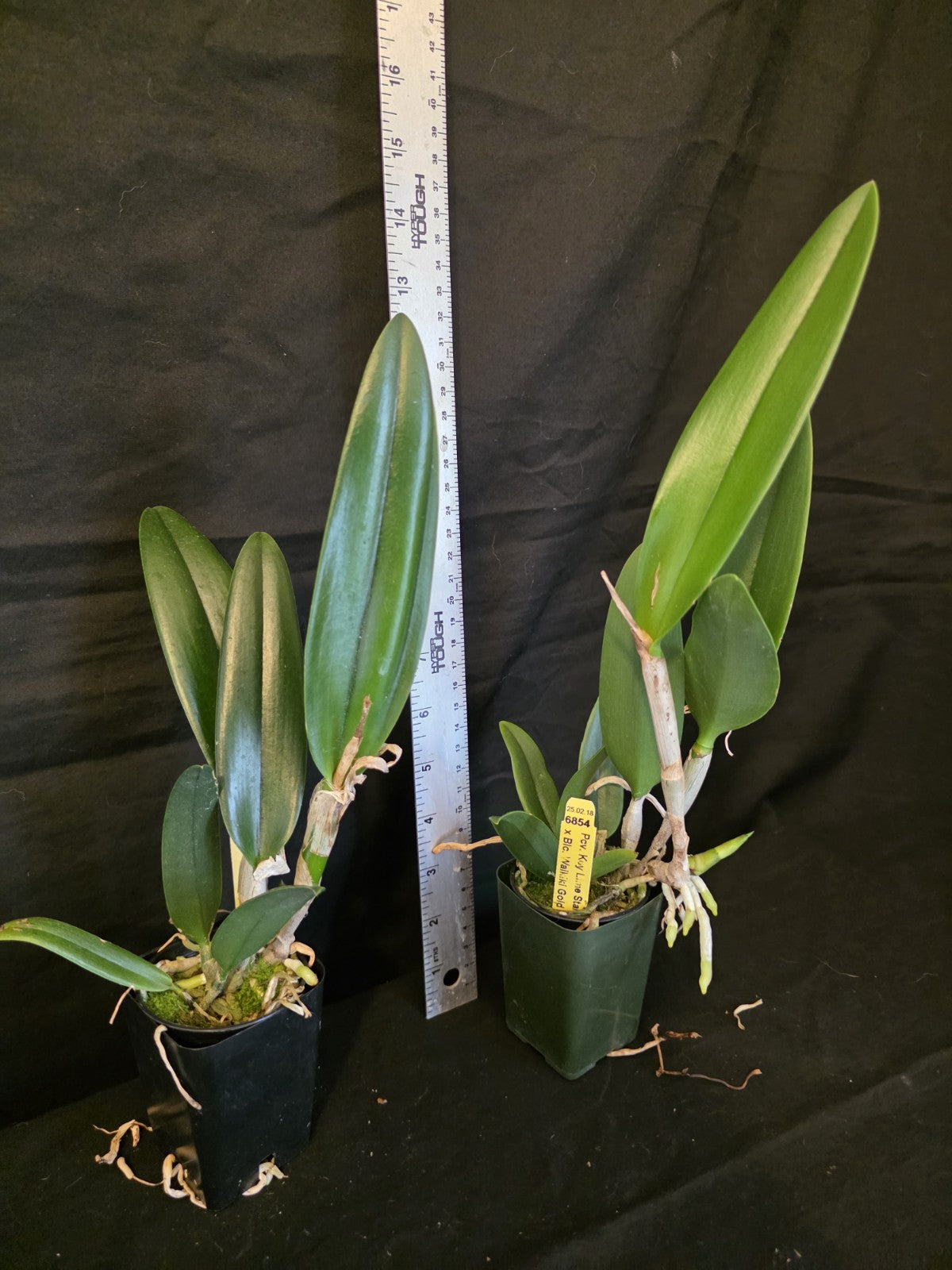 Pcv.Key Lime Stars X Waikiki Gold. Blooming Size Brassavola Orchid Hybrid