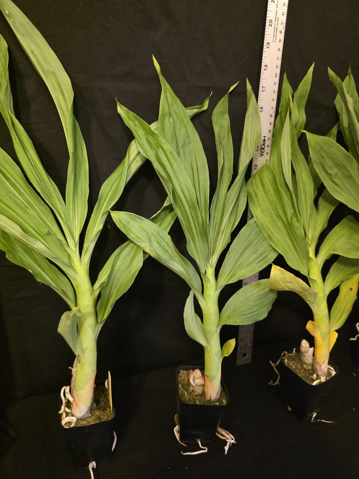 Cycnoches The Grinch X Cyc Cooperi Blooming Size Catasetum Orchid Hybrid...