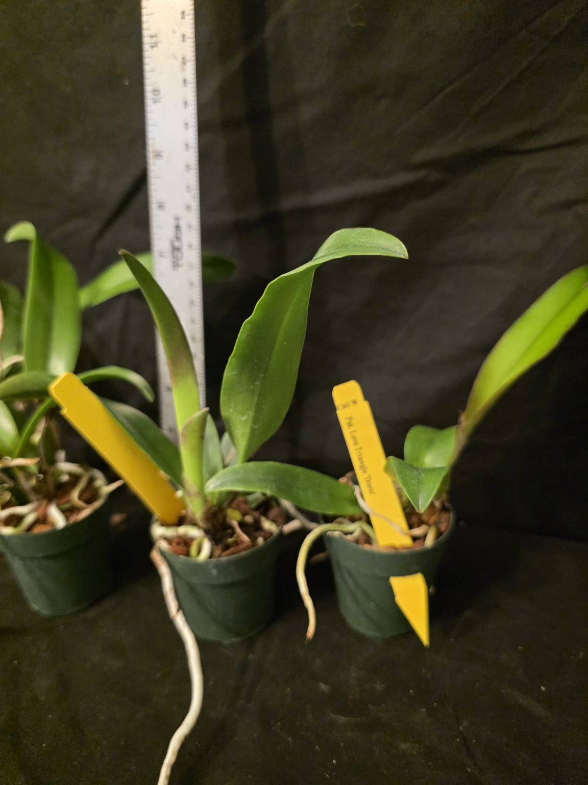 Rth Love Triangle 'Doris' seedling size cattleya orchid clone. Beautiful Red