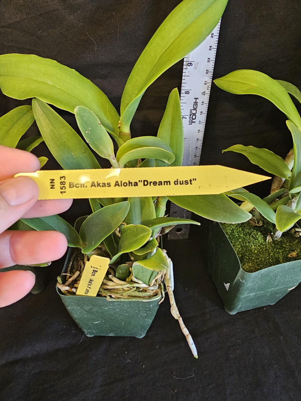 Bcn. Aka's Aloha 'Dream Dust' blooming size cattleya orchid clone. Beautiful...