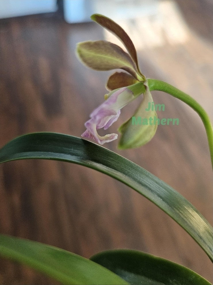 Encyclia cordigera v alba x Epi robustum, BS plants attractive fragrant blooms
