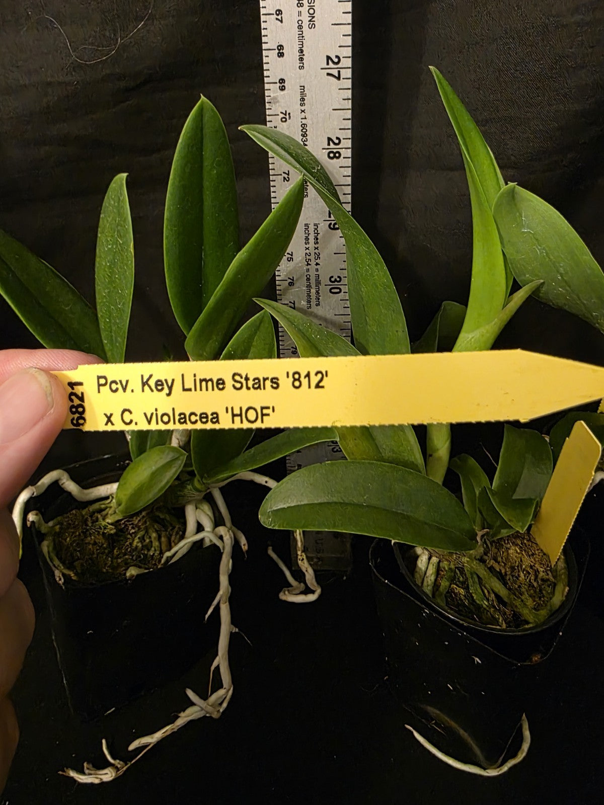 Pcv Key Lime Stars x Cattleya violacea. Blooming size brassavola orchid hybrid.