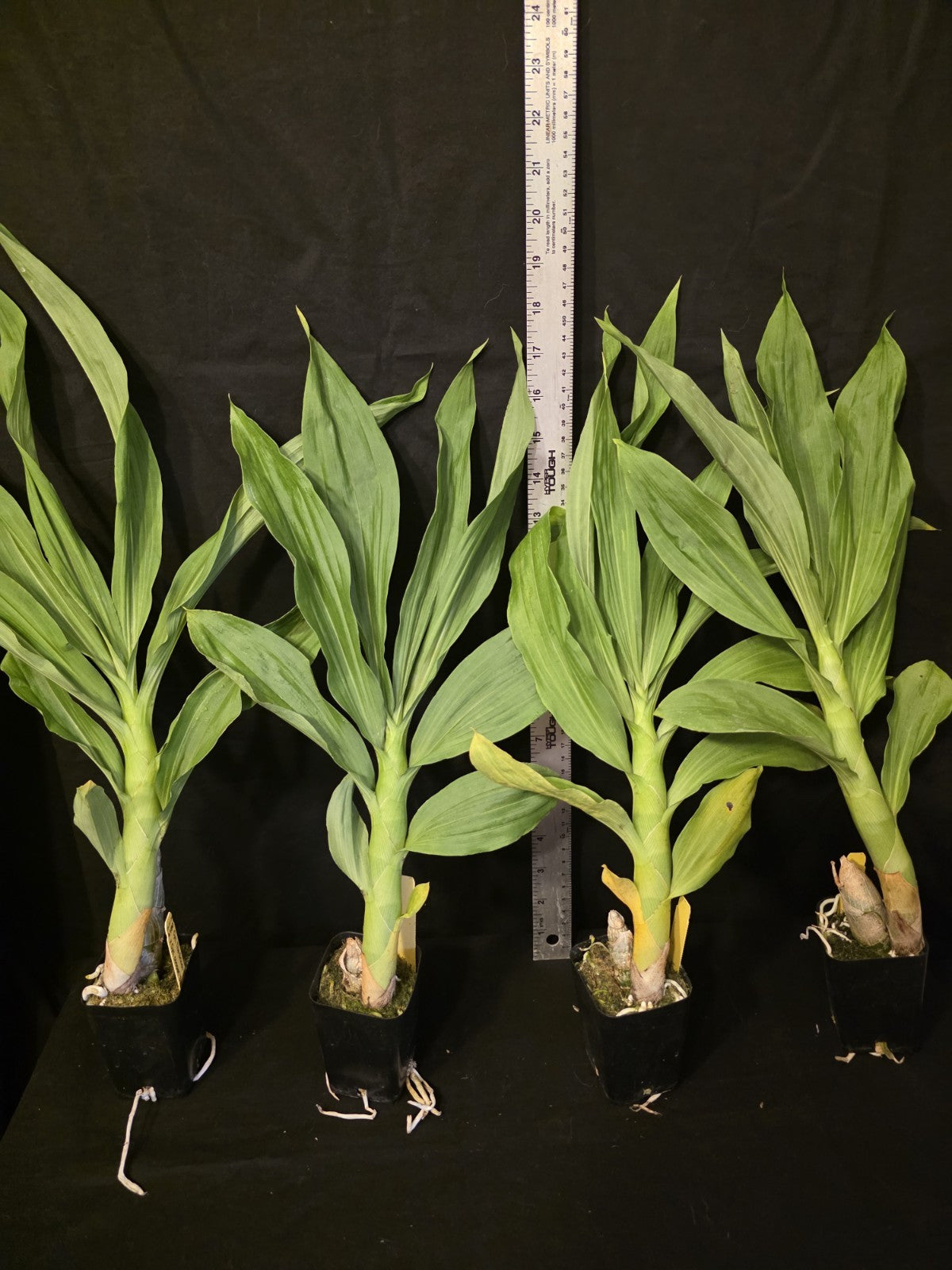 Cycnoches The Grinch X Cyc Cooperi Blooming Size Catasetum Orchid Hybrid...