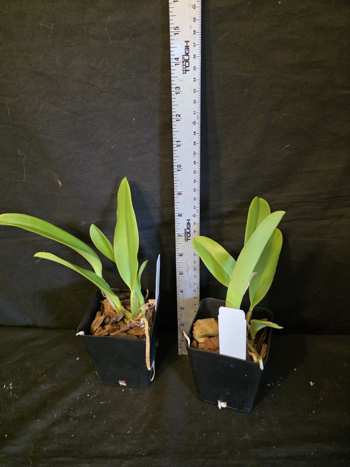 Rls Miss Thailand 'Porntip' Near blooming size Cattleya orchid clone. Beautiful