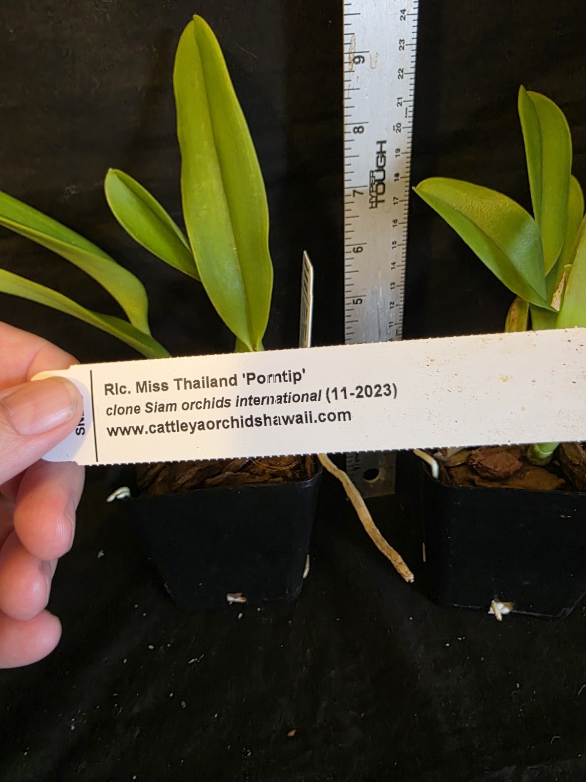 Rls Miss Thailand 'Porntip' Near blooming size Cattleya orchid clone. Beautiful