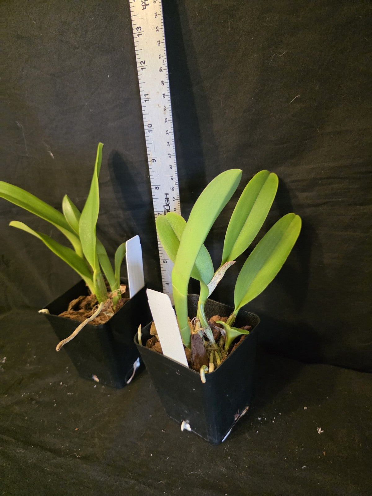 Rls Miss Thailand 'Porntip' Near blooming size Cattleya orchid clone. Beautiful