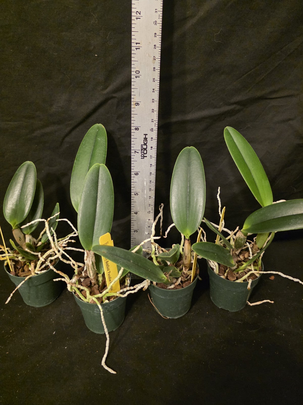 Pot Jerry Rehfield 'Fuscia Paradise' seedling size cattleya orchid clones. BEAUT
