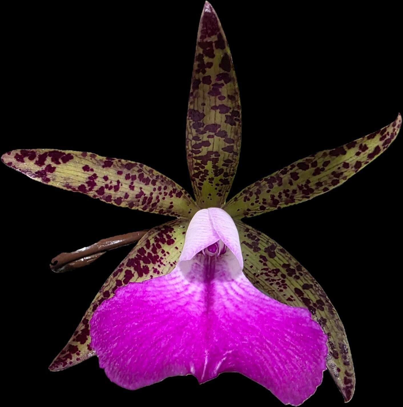 Bc Tigrinodosa 4N x C. Peckhaviensis 'HOF', blooming size brassavola 2.5" Pot