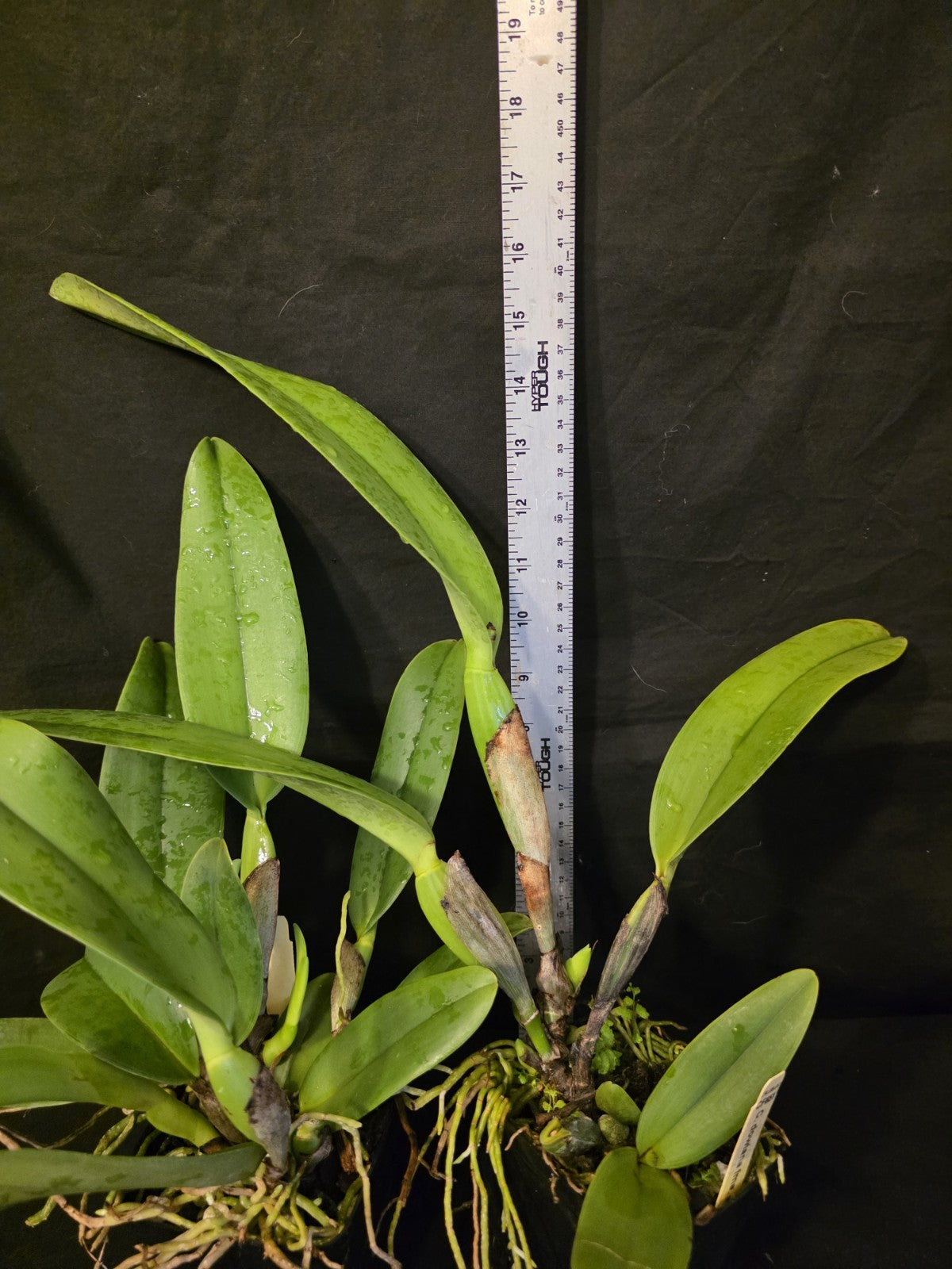Cattleya dowiana Var Aurea 'Net Dream' LG Blooming Size Cattleya Orchid Species