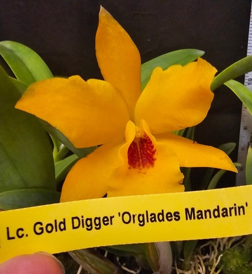 Lc Gold Digger 'Fuchs Mandarin' blooming size cattleya orchid clone. Prolific...