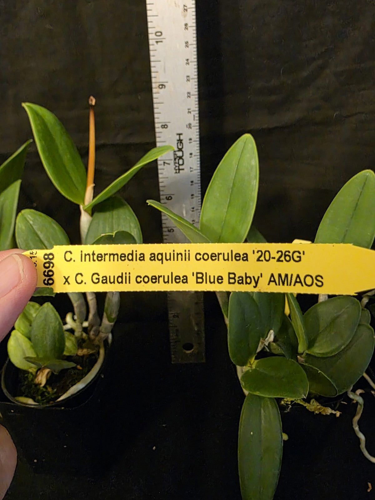 Cattleya intermedia v coerulea v aquinii x C.Gaudii v coerulea. Blooming size...