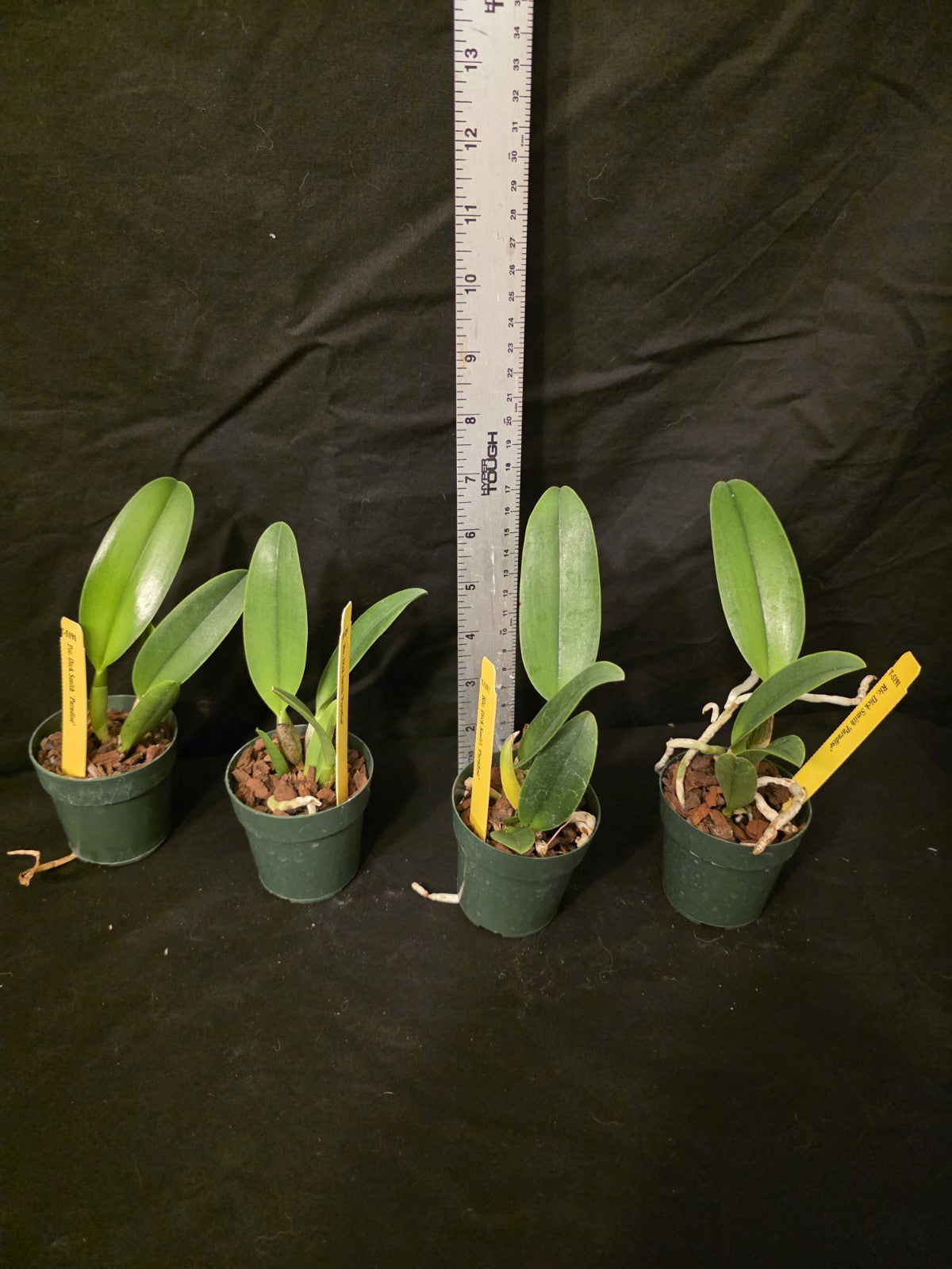 Rlc Dick Smith 'Paradise' seedling size cattleya orchid clone. Fragrant peloric.