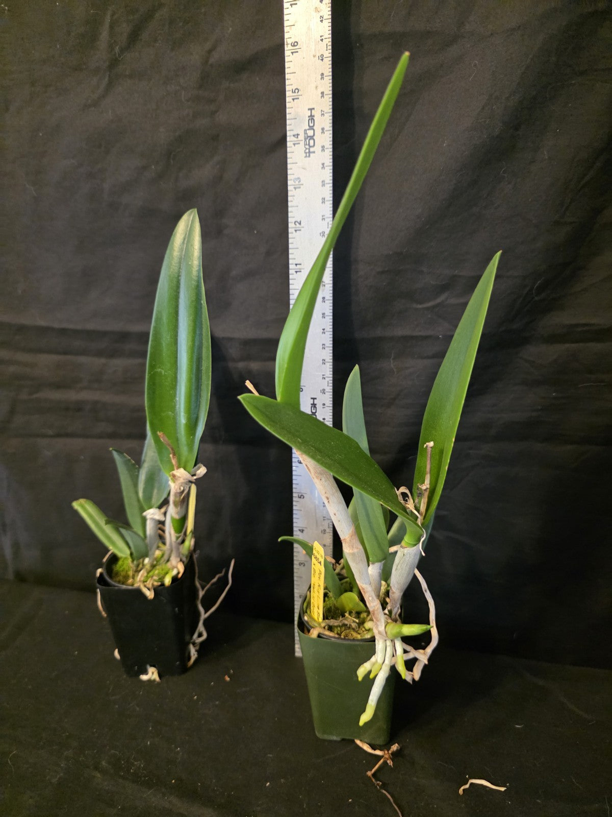 Pcv.Key Lime Stars X Waikiki Gold. Blooming Size Brassavola Orchid Hybrid