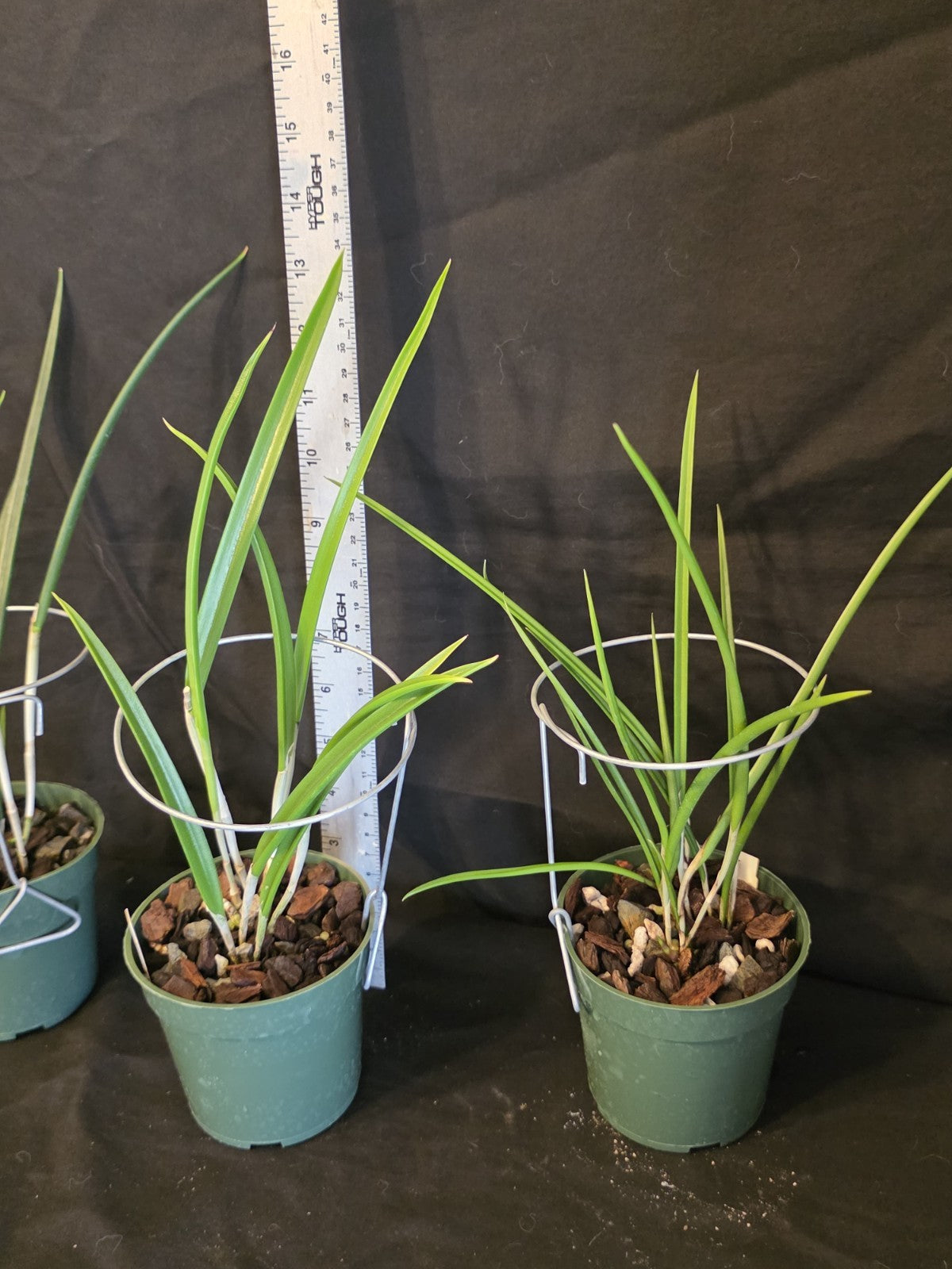 Brassavola Yaki Blooming size rare orchid.  4" Pot Hard To Find Hybrid