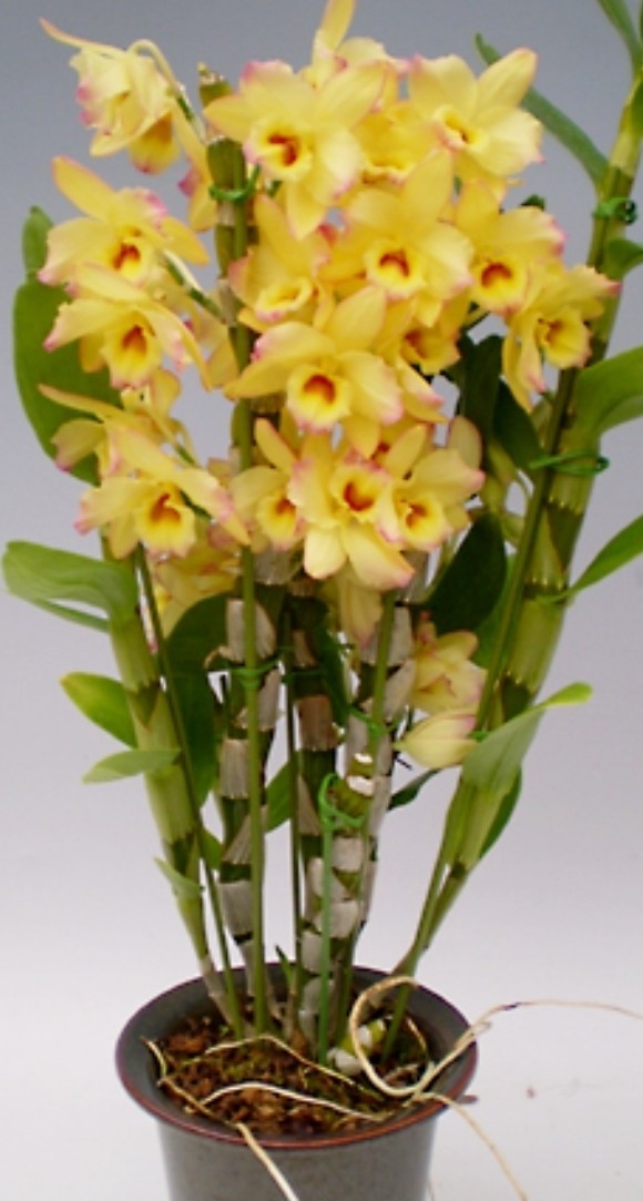 Dendrobium Mellow Heart 'Yellow Mind' Blooming Size Nobile Dendrobium