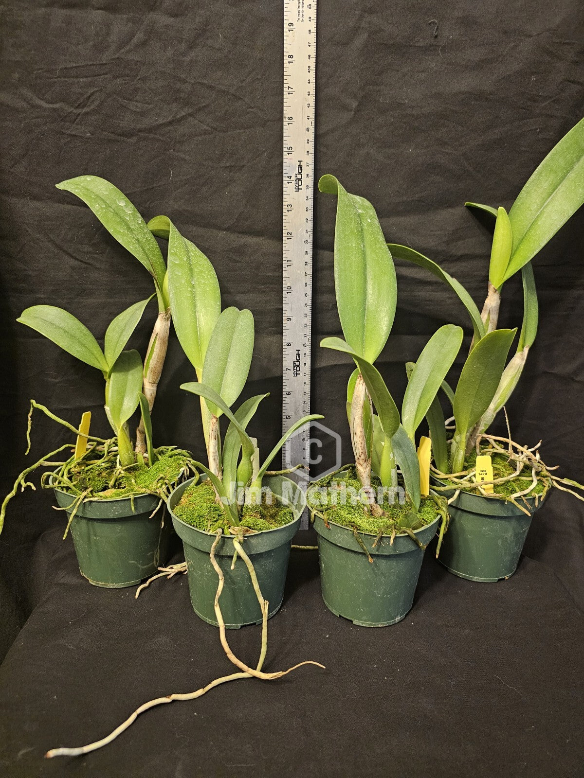 Rlc Momilani Rainbow 'Waldor' Bloomimg Size Beautiful Cattleya Clone...