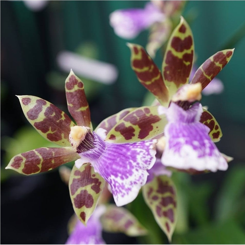 Zygopetqlum Jumpin Jack. Blooming size zygopetalum orchid hybrid. Very fragrant