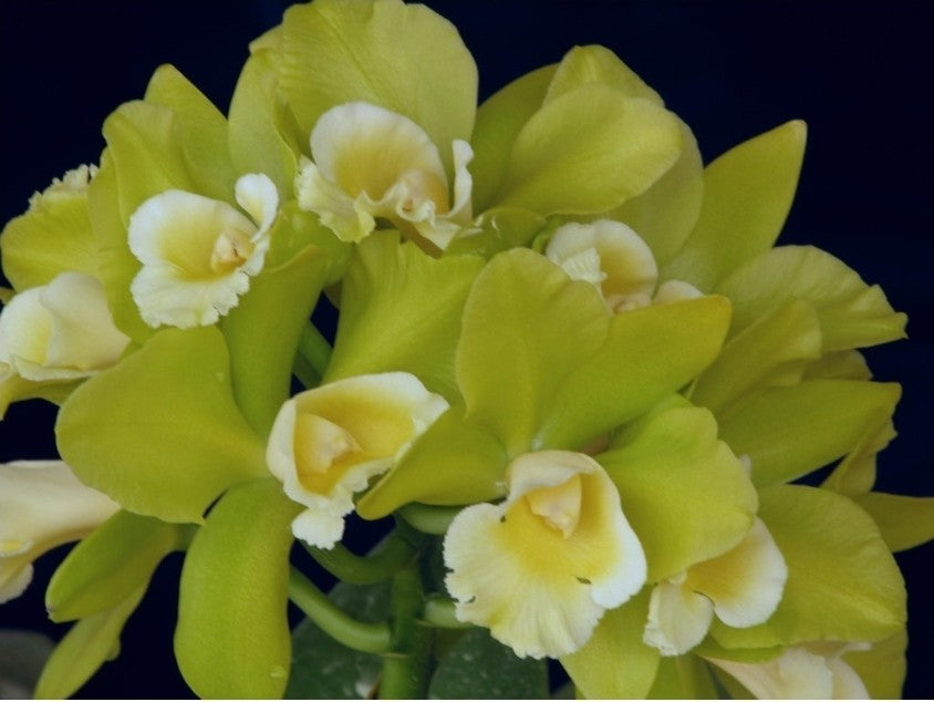 Rlc Hawaiian Passion 'Carmela' Seedling Size Cattleya Clone Fragrant