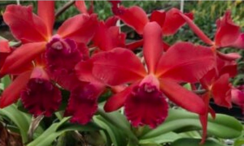 Rth Love Triangle 'Doris' seedling size cattleya orchid clone. Beautiful Red